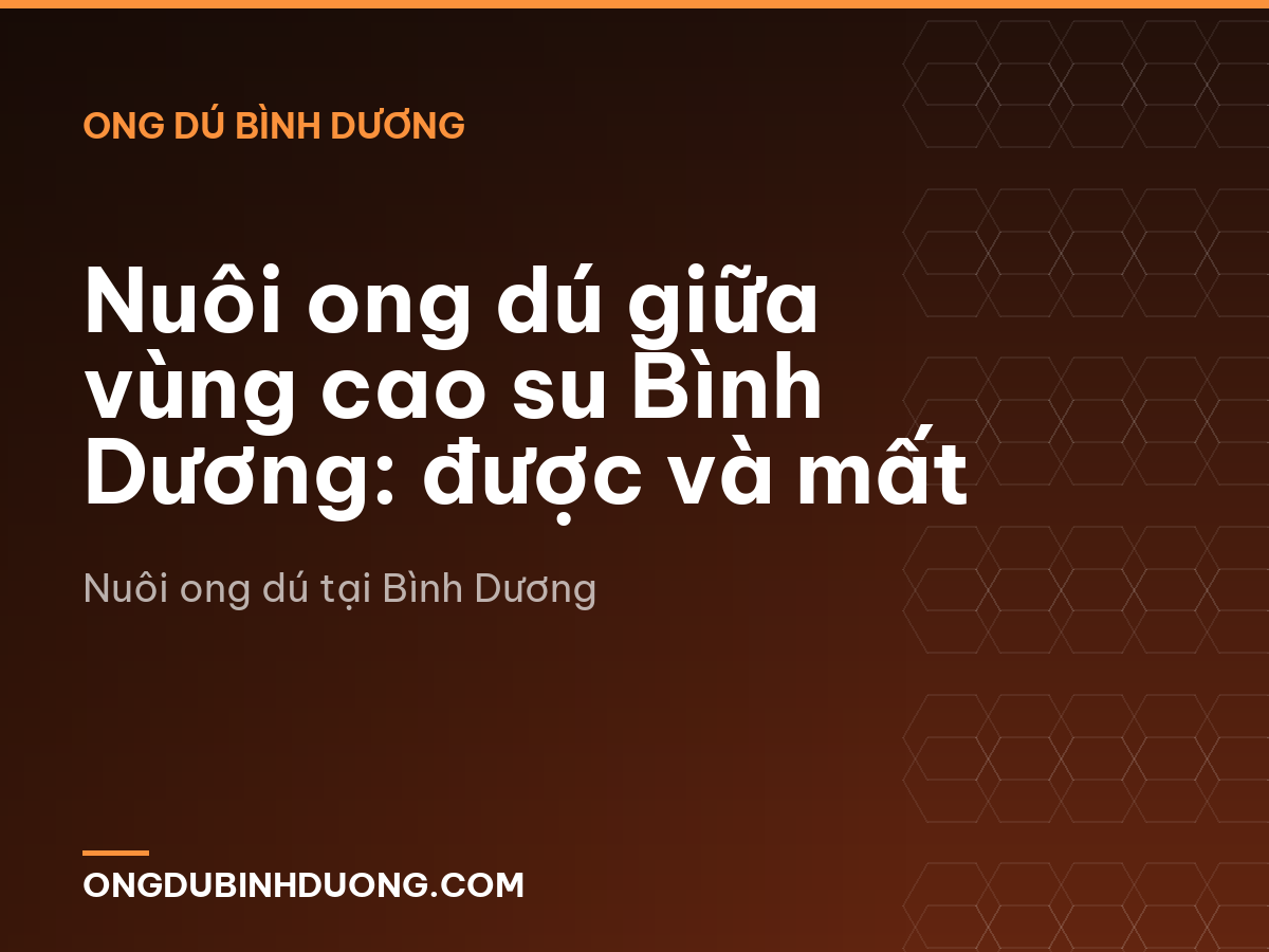 Nuôi ong dú giữa vùng cao su Bình Dương: được và mất
