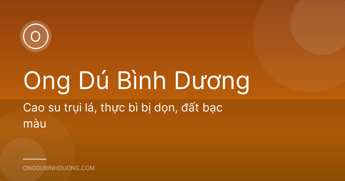 Cao su trụi lá, thực bì bị dọn, đất bạc màu